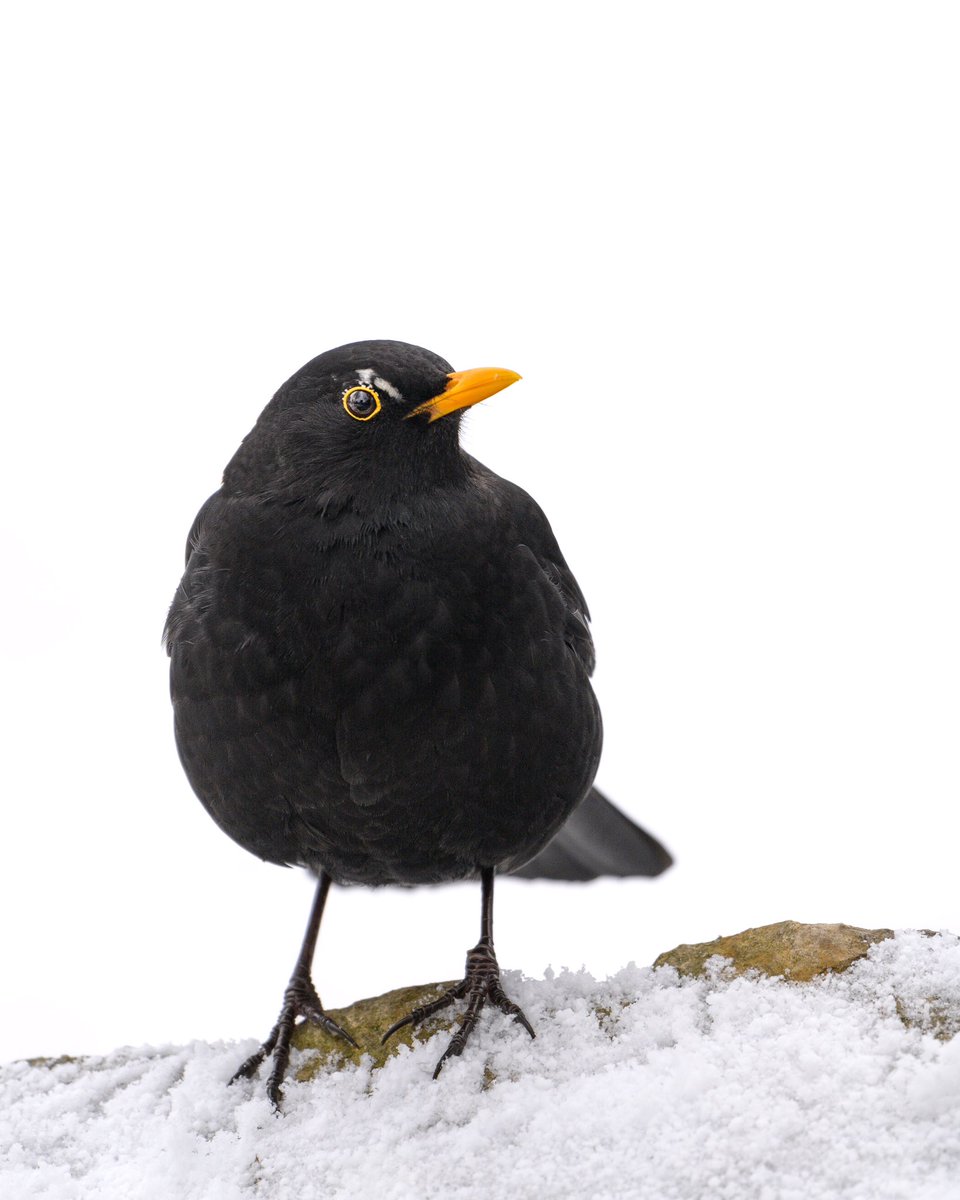 First Snow in my Area, and a Blackbird with partial leuzism over its right eye… luzism is different to albinism, it is not dangerous for the animal, although in some cases it can become a problem with camouflage when most parts of the bird are white