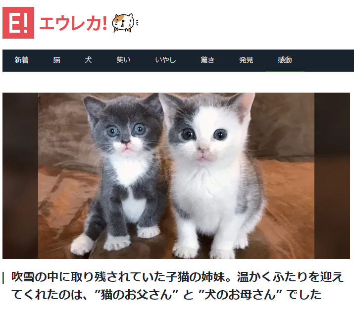 dom0712's tweet photo. トワに似てる😀
＃CNP https://t.co/dwOfUTPH0D