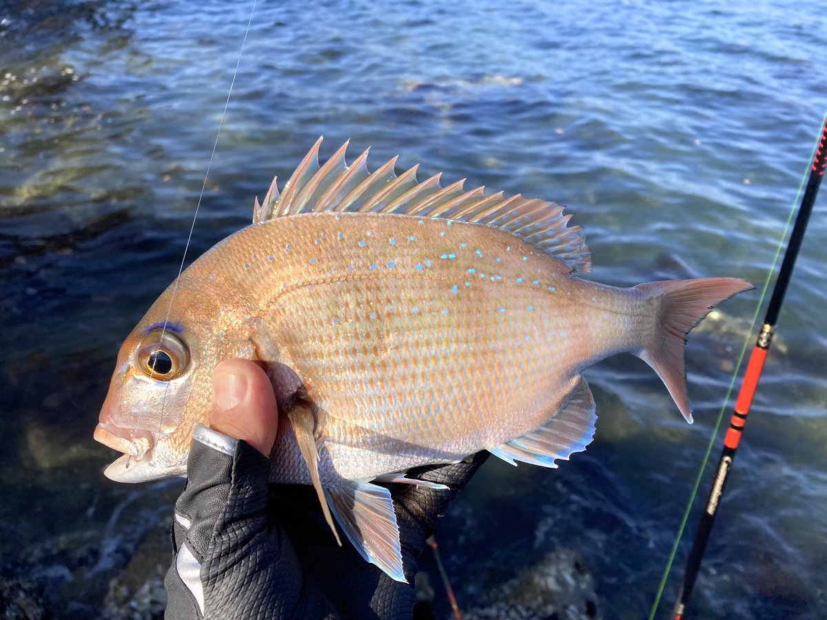 chuns⭐︎ Champion（チャンピオン）の「『別注』Champion×DOORS 20th RW HALF