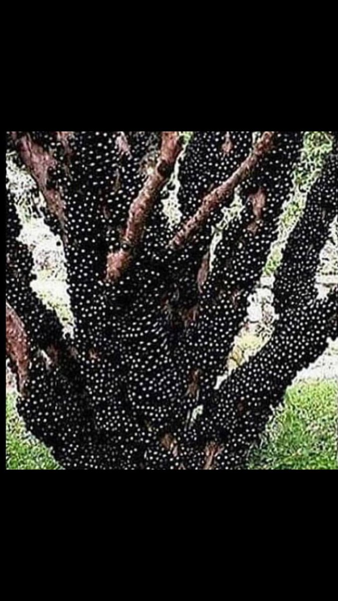 Bom dia linda semana para todos ❤️❤️❤️❤️💙