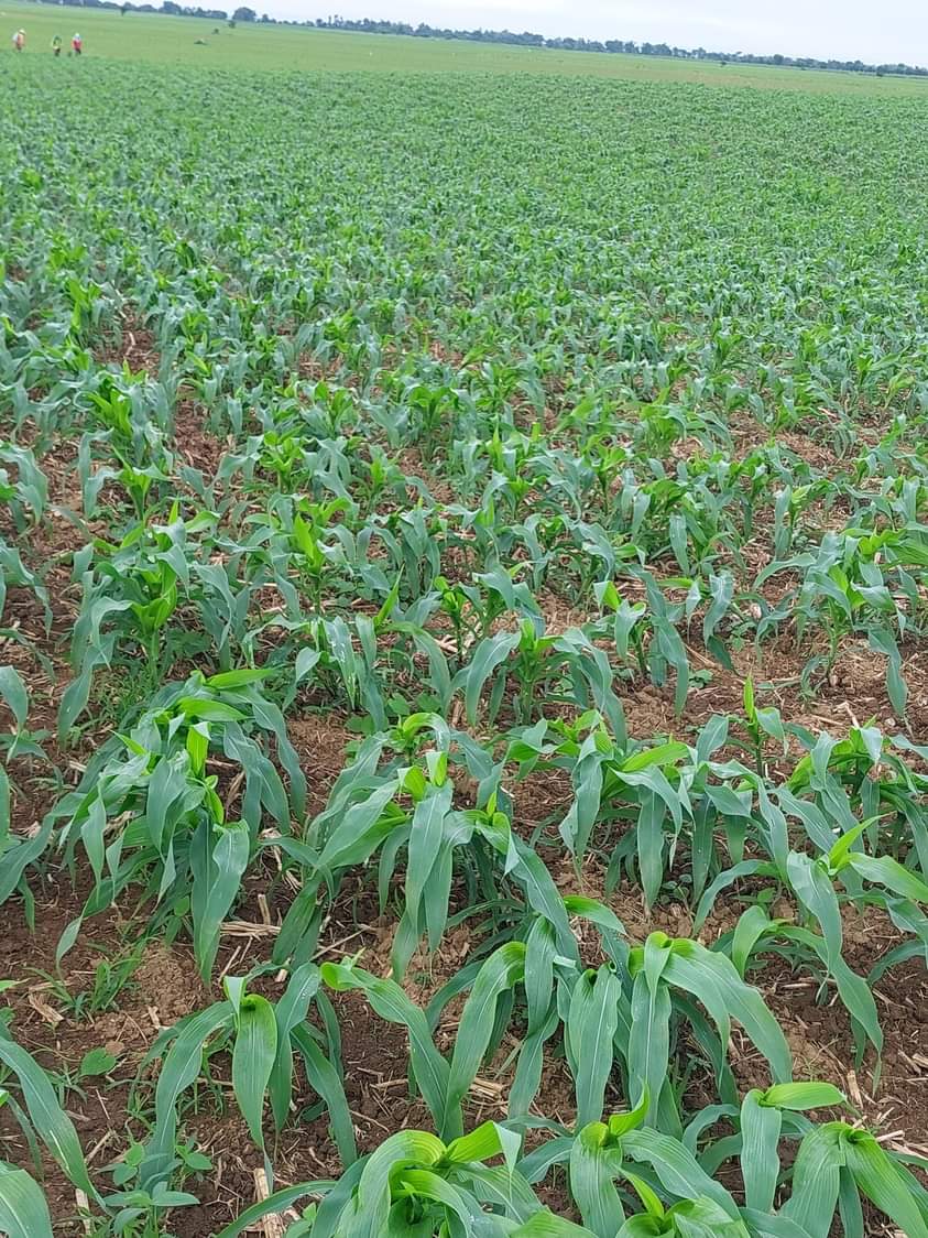 MpondaSabinus's tweet photo. If you are interested in maize farming please like and retweet. https://t.co/oXD20cGKXs