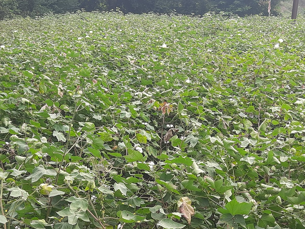 IgnorantlyHappy's tweet photo. On the return journey from Gajapati sighted a lot of cotton plantations and Beautiful landscapes https://t.co/Ps7O4cVfFI