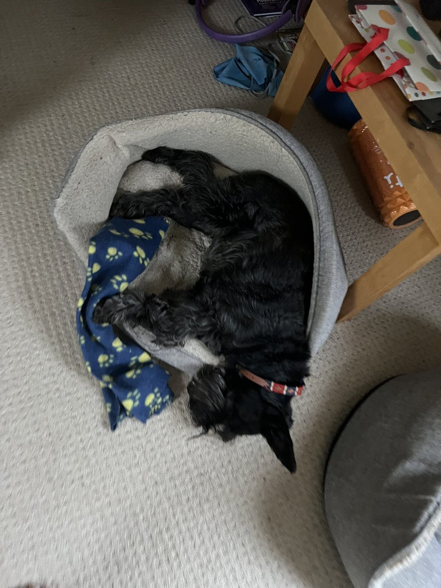 thatWilkochap's tweet photo. The dogs’ dedication to post-breakfast snoozles is admirable.
#scruffydogs #schnauzers https://t.co/PfAHirXETm