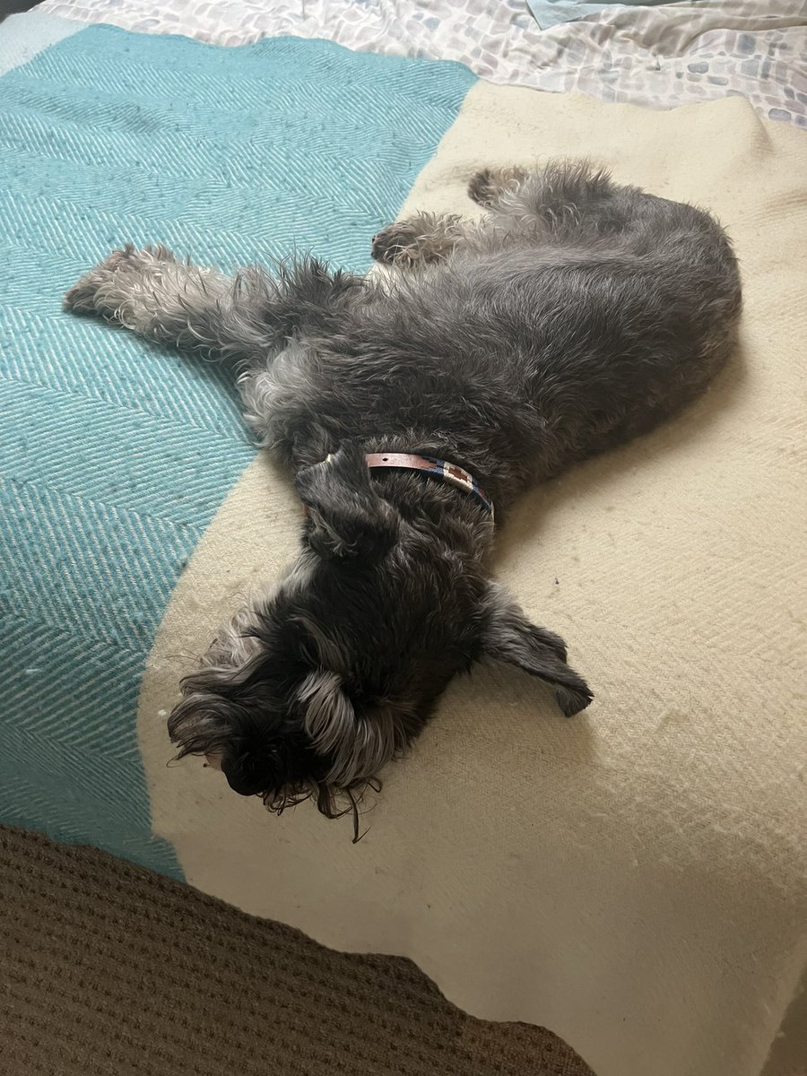 thatWilkochap's tweet photo. The dogs’ dedication to post-breakfast snoozles is admirable.
#scruffydogs #schnauzers https://t.co/PfAHirXETm