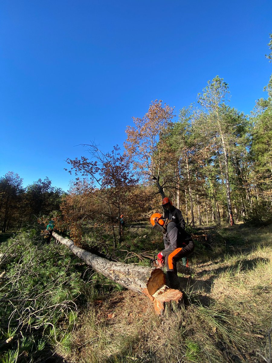 easolsones's tweet photo. 🪵🪚 Sabies que l'alumnat de #GestióForestal treballa tècniques segures de tala amb motoserra en el marc de la #SetmanaBosc?
Llegeix-ne la crònica sencera al web 📲 https://t.co/42s1jhqcTP
#SomFormacióEA #SomEASolsonès https://t.co/uLh3oER9Xc