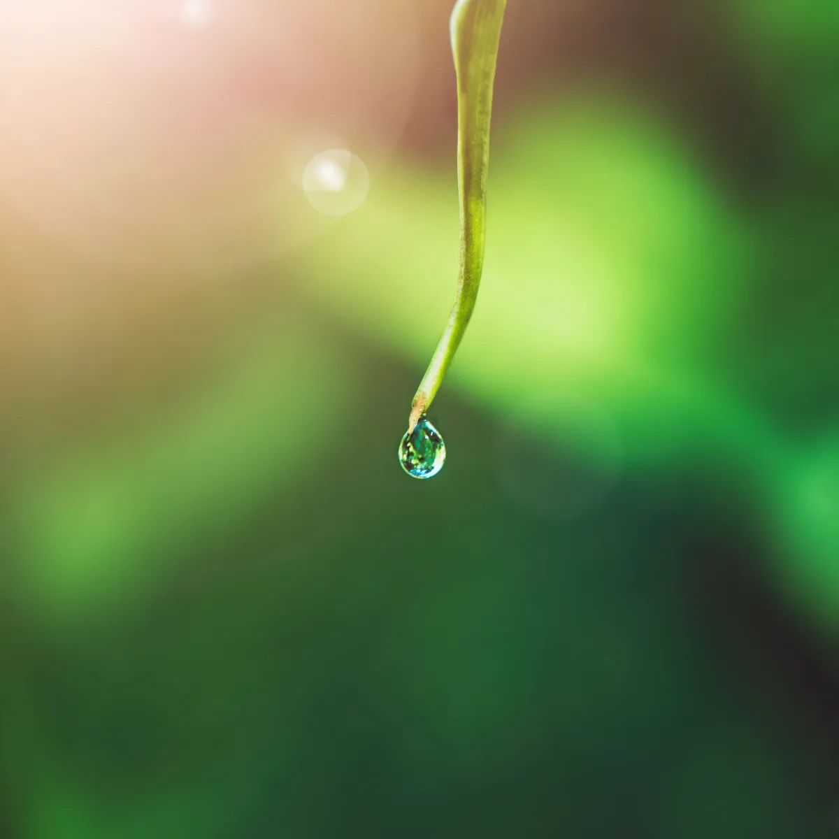 Did you know that vertical farming uses 90% less water than traditional agriculture? 
🌱 Not only does it use up to 90% less water than traditional farming, but it also requires less space, fewer resources, and eliminates the need for pesticides. 🌱
buff.ly/3Pf0n8F