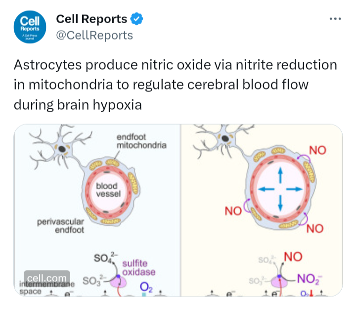 Astrocytes produce nitric oxide via nitrite reduction in mitochondria to regulate cerebral blood flow during brain hypoxia

cell.com/cell-reports/f…

#hypoxia #astrocytes #nitric_oxide #brainbloodflow