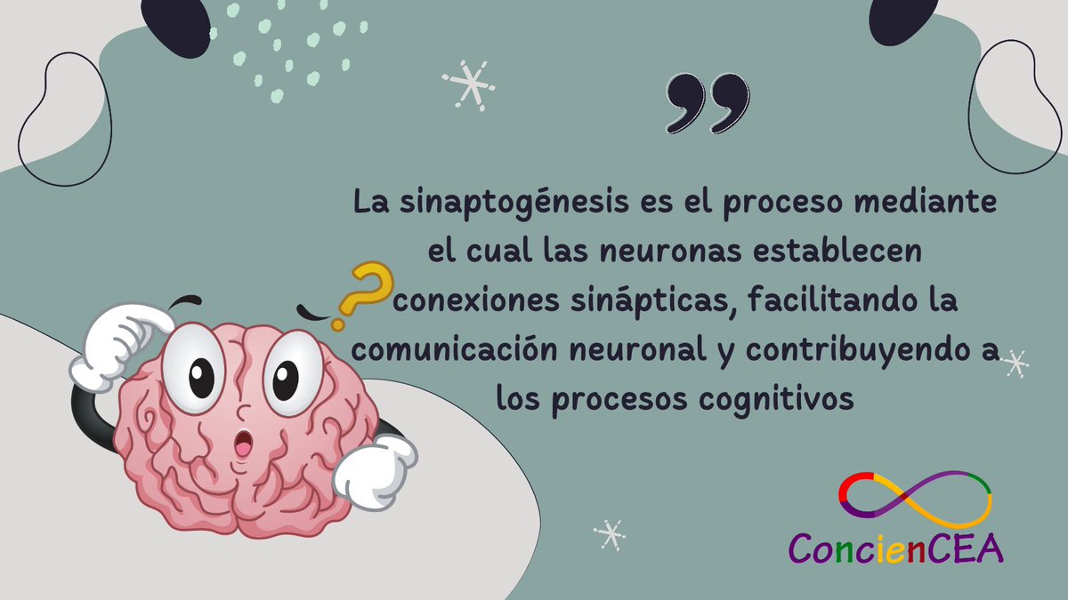 ConcienCEA's tweet photo. ¿Sabes qué es la sinaptogénesis y cuál es su relación con el autismo? Te lo cuento en este hilo. Sigue leyendo. 👇🏻👇🏻
#Sinaptogénesis #ConcienCEA #SoyAutista #Autismo #ActuallyAutistic #CEA #TEA https://t.co/x437Bp0gFl