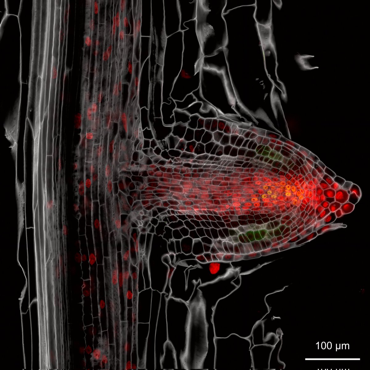 Just another emerging #lateralroot of #cucumber Grey channel - stained cell walls. Red nuclei - auxin maximum (DR5). A few orange nuclei (near the initial cells of LR) - green nuclei expressing promoter-reporter fusion (merged with DR5). #confocal #LSM780 #auxin #root