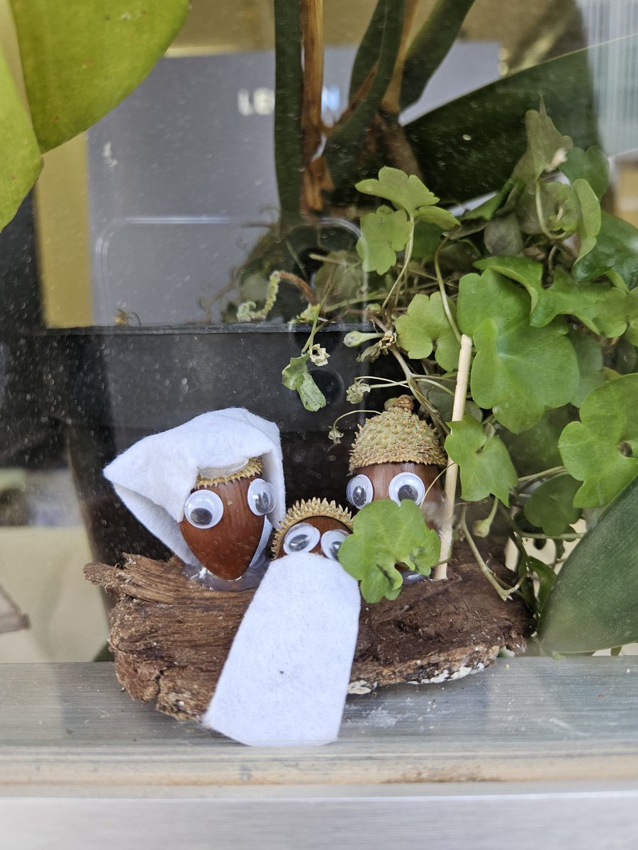 <a href="/GBIF/">GBIF @biodiversity.social/@gbif</a> 🎄 Además, hemos añadido una decoración navideña especial!!!
📸 Os invitamos a todos a visitarla y compartir fotos con el hashtag #ColleccioVivaUIB
Gracias a <a href="/tjfm94/">Toni Josep Far</a> @petermikeler <a href="/Cerrato_bio/">Marcello</a>