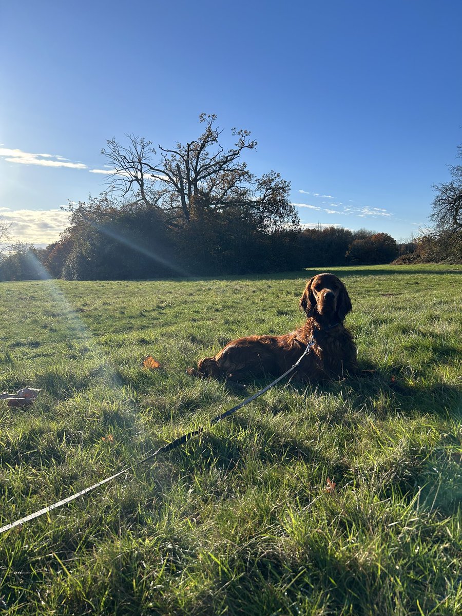 That’s my boy! 

#DogCelebration

🐶🐾🐶