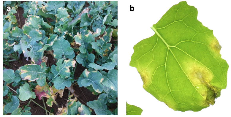 New paper from the team 📢 First report of Xanthomonas campestris pv. campestris causing black rot on oilseed rape in France apsjournals.apsnet.org/doi/10.1094/PD… @IRHS_Angers @UMR_IGEPP
