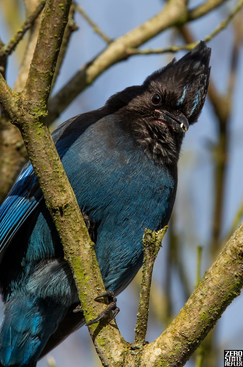 ZeroStateReflex's tweet photo. Stellers Jay, Seattle
#stellerjay #corvid #seattle #zerostatreflex #canon #5dmark3 https://t.co/amzx9goYr8