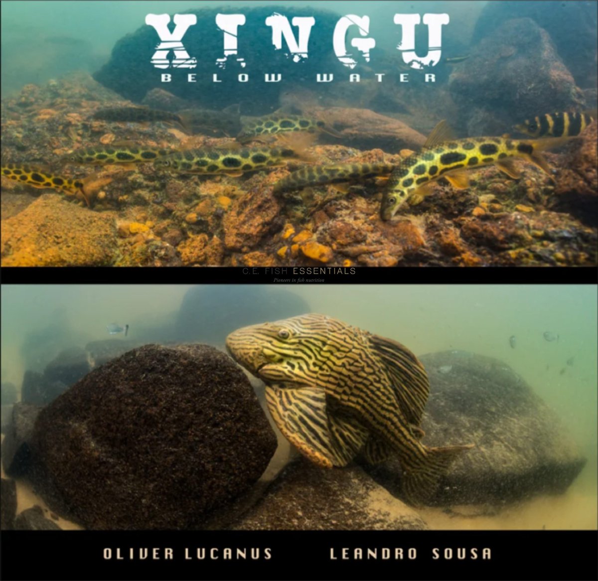 For the first time, a book provides insight into the hidden world below the surface of the Xingu River! Through the eyes of the two authors, the reader will journey into one of the most threatened and stunningly beautiful places on Earth! cefishessentials.com/product/xingu-…