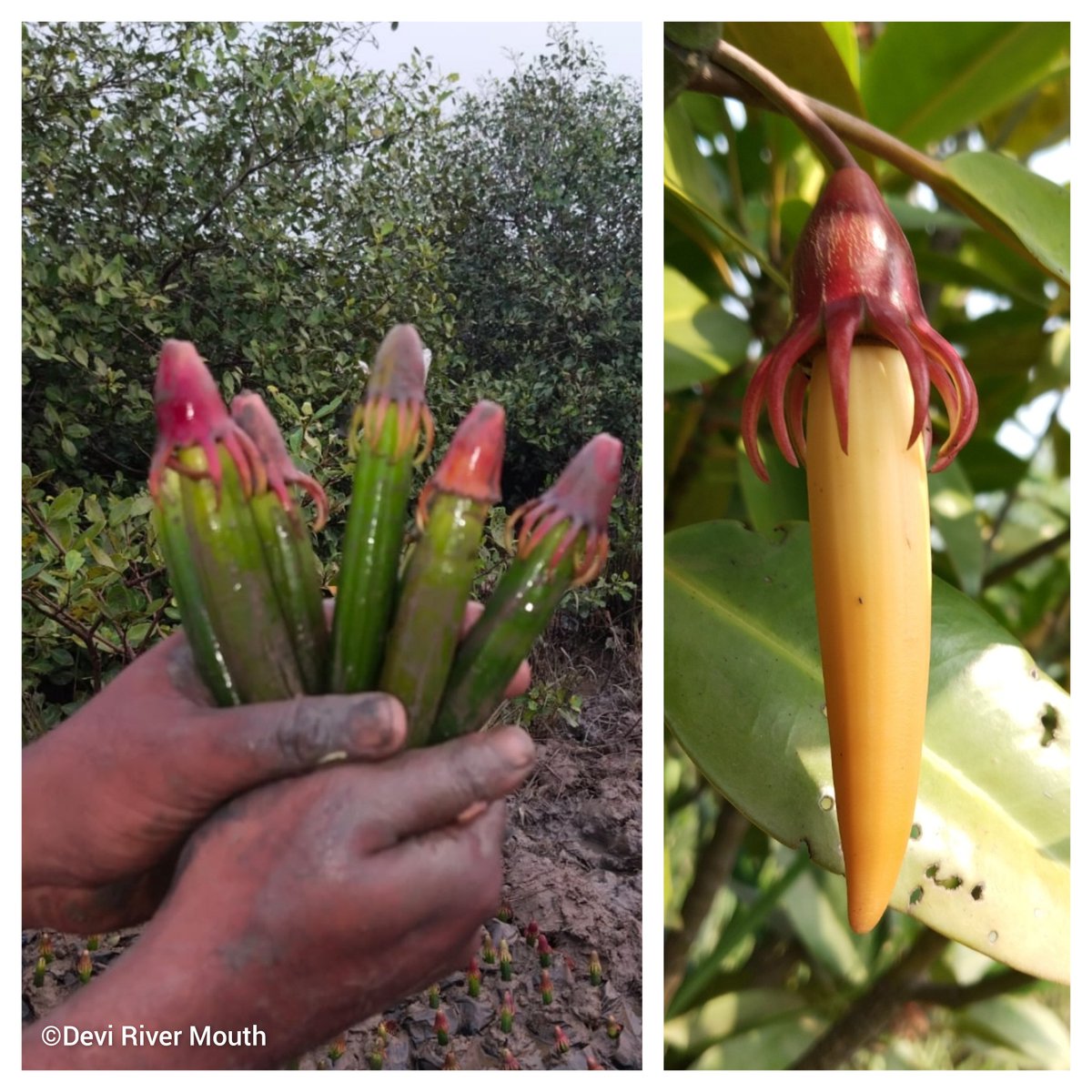 A fascinating example of genetic variation in nature... 😍 Have you ever found an albino #mangrove propagule...! #MangroveMystery #NatureWonder #OdishaCoast #BlueEcosystems