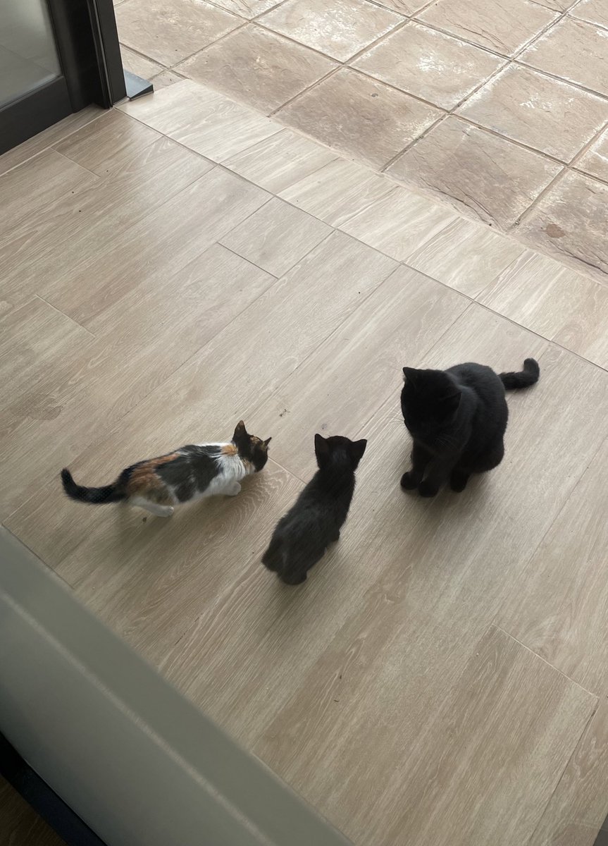 Hoy la gata que me visita todos los días a la oficina se ha traído a sus peques