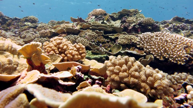 DYK that natural coastal habitats like #CoralReefs provide over $1M/km in flood protection benefits? Scientists outline a framework for effective #CoralRestoration projects for enhanced coastal resilience here ➡️ coastalscience.noaa.gov/news/coral-res… Funded by @NOAACoral #CoralsWeek