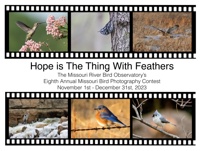 newterritorymag's tweet photo. Photo contest by @MoRiverBirdObs is open! Judges include Noppadol Paothong and our very own @Gasconader #HereIsGood https://t.co/WDwZX9xiUT