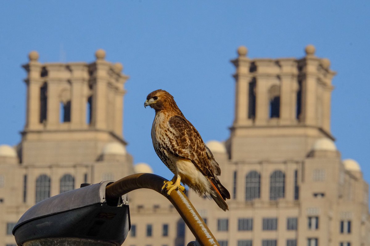 BillyHeathFOX5's tweet photo. I just spent an absurd amount of time photographing this hawk in front of some noteworthy Atlanta landmarks because it seemed like a pretty reasonable way to spend a Monday morning ๐ชถ #ATL #CityInAForest @FOX5Atlanta https://t.co/kBJY1KlTJI