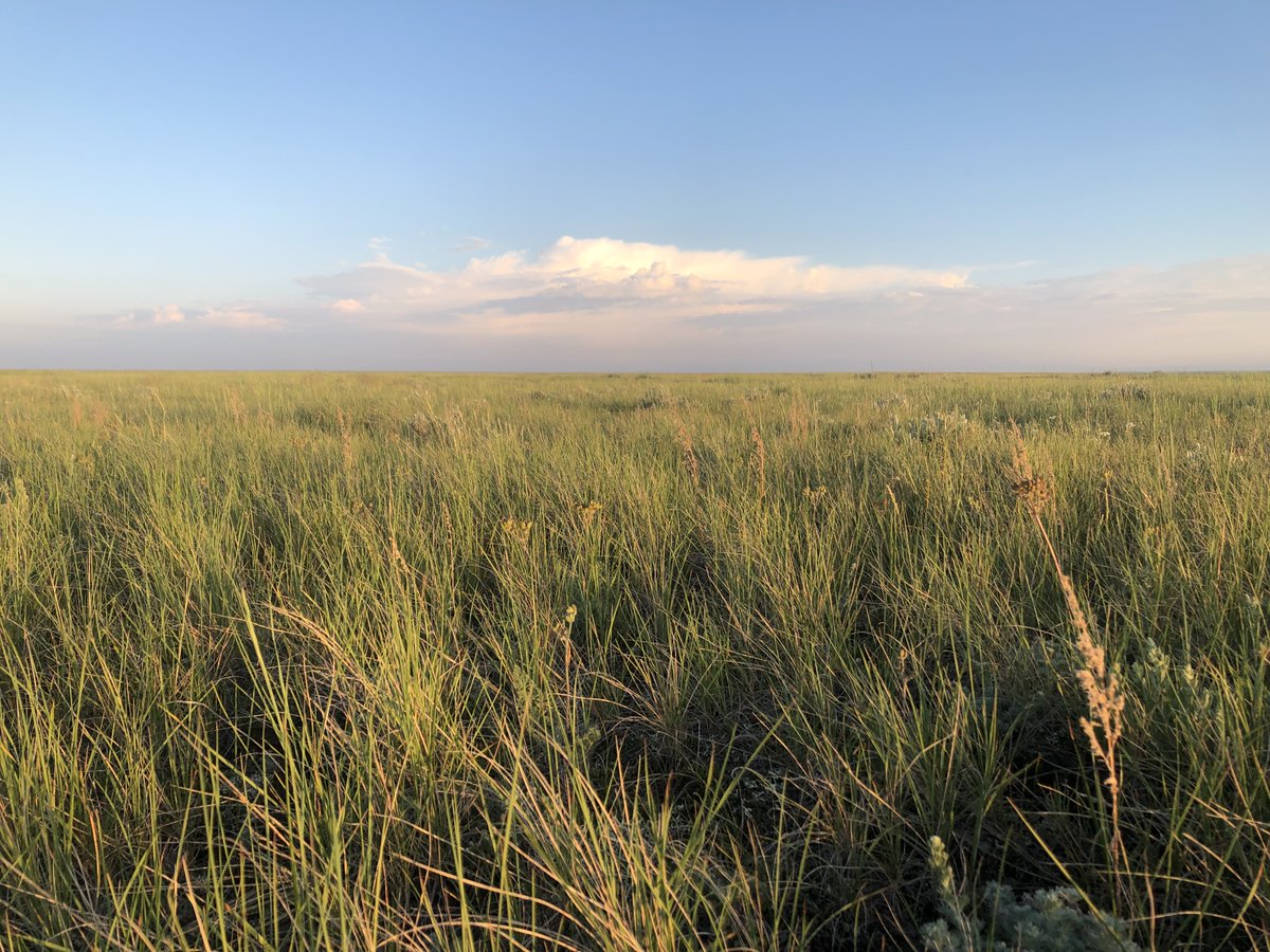 75% of AB's species at risk live in the grasslands. Temperate grasslands are one of the most imperiled ecosystems in the world and grazing is an integral part of the grassland ecosystem. Ranchers are key to preserving what grassland habitat we have left. #WildlifeConservationDay