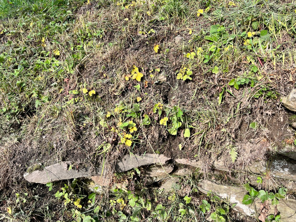 🐜Happy #WorldSoilDay to all #soil enthusiasts &amp; everyone who eats, breathes, and walks on this planet!🐾

🌱#Agroecology—as all life on #earth—depends on the #soil.

🌏#Soilhealth is the source of #food, #health, #resilience, and #climateaction!

Comment your favorite soil fact!