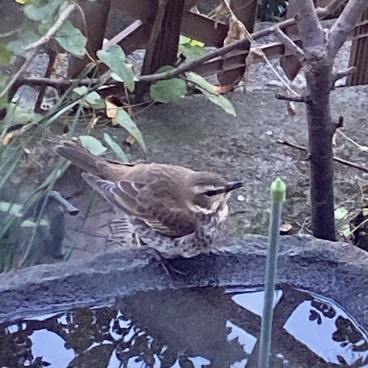 _don5963's tweet photo. 我が庭園に水飲みに来た、ツグミのような
でも色が違うけどやっぱりツグミなのか
お初にお目にかかります https://t.co/uv4oGw4v8p
