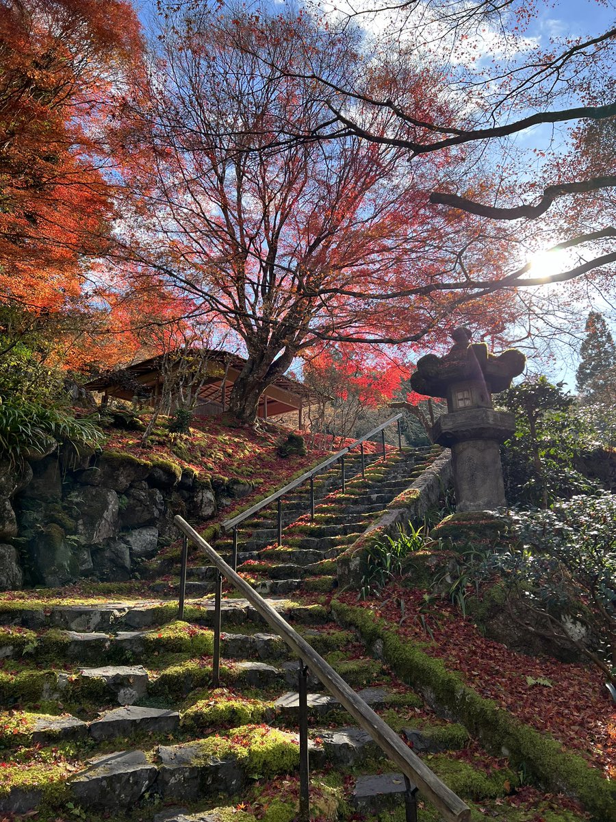 tocokyoto's tweet photo. 白龍園の秋特別公開(12/7まで)。紅い絨毯と散り紅葉が素晴らしいです。まだ秋を楽しめます✨ https://t.co/zxjx44qob2