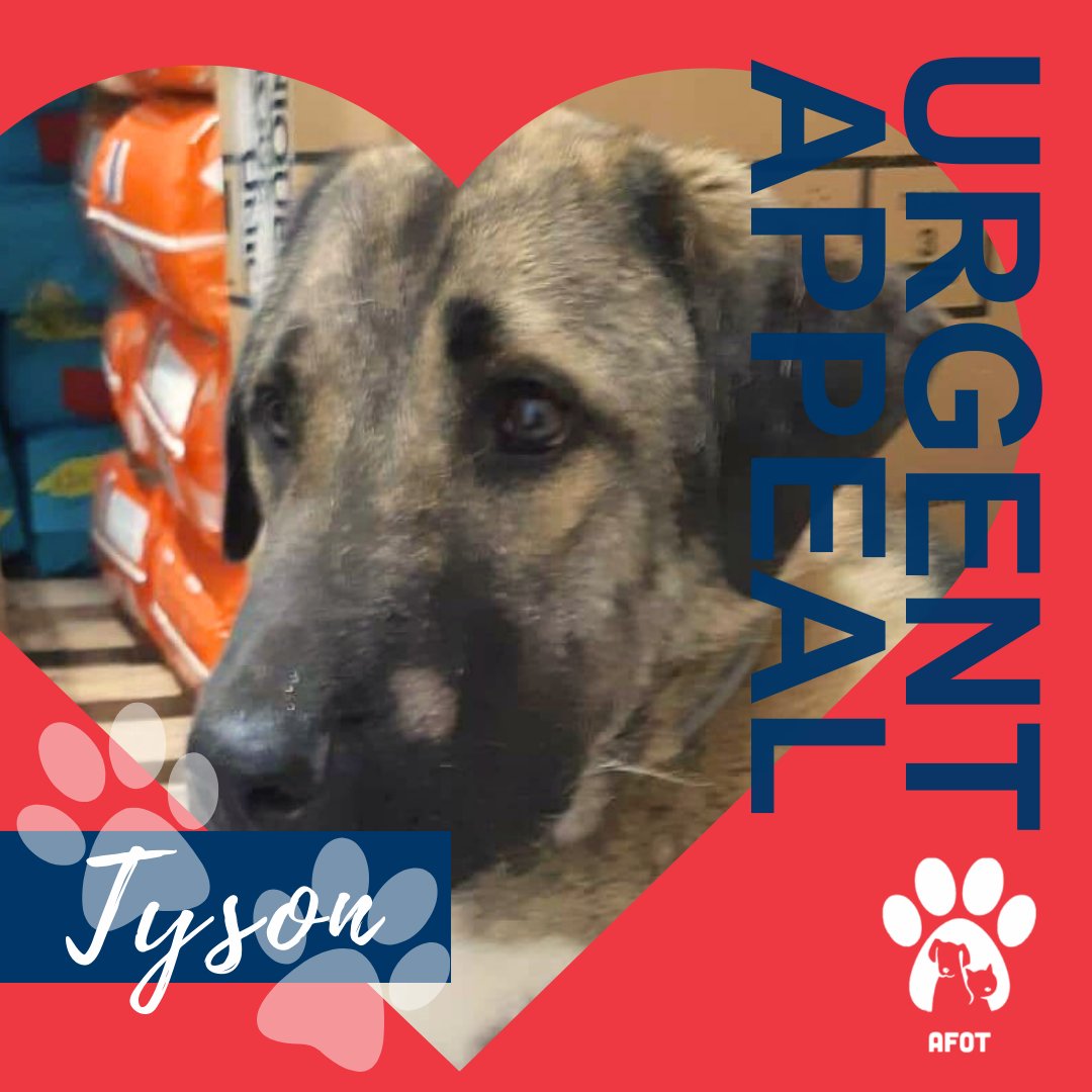 animal_AFOT's tweet photo. Here’s our beautiful big lad Tyson who sadly lost his mother at just a few weeks old. Tyson and his brothers need specialist care and are therefore not suitable for home life at this time. Read Tysons story at: https://t.co/VGJX6gnlha #sponsorarescuedog https://t.co/6GSoXAd6TK