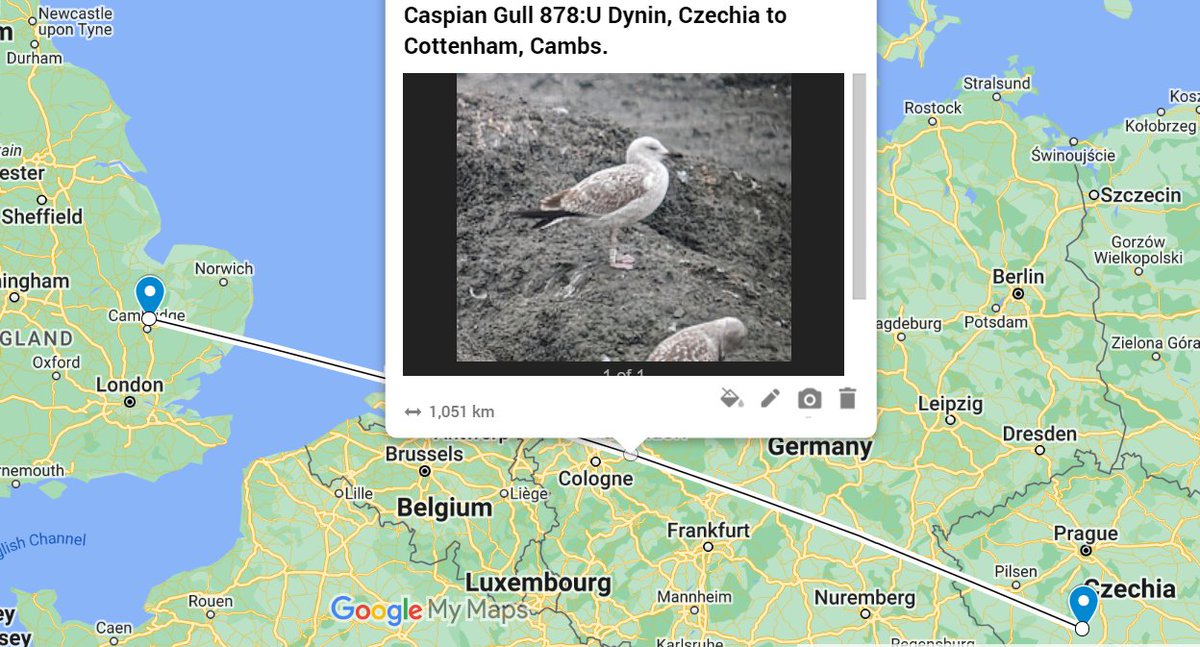 A Czech-ringed Caspian Gull at Cottenham Long Drove, yesterday morning. Ringed on 26th May 2023 @CambsBirdClub