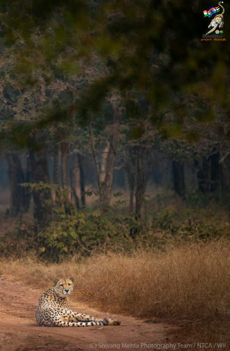 ntca_india's tweet photo. On the occasion of #IntCheetahDay let us celebrate the return of the #Cheetah in India @KunoNationalPrk Once declared extinct in the country, these magnificent big cats are making a comeback #savethecheetah https://t.co/uCvOAhEZeg