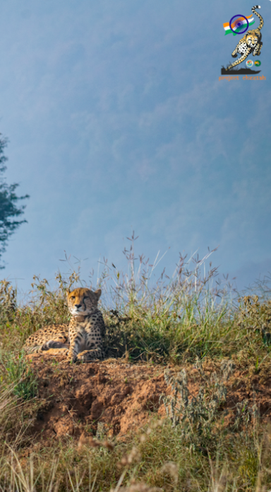 ntca_india's tweet photo. On the occasion of #IntCheetahDay let us celebrate the return of the #Cheetah in India @KunoNationalPrk Once declared extinct in the country, these magnificent big cats are making a comeback #savethecheetah https://t.co/uCvOAhEZeg