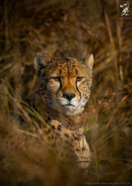 ntca_india's tweet photo. On the occasion of #IntCheetahDay let us celebrate the return of the #Cheetah in India @KunoNationalPrk Once declared extinct in the country, these magnificent big cats are making a comeback #savethecheetah https://t.co/uCvOAhEZeg