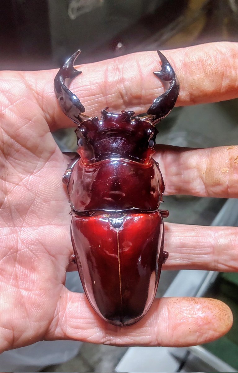 ほれ、やっぱり、美しい。✨

92.5Bイン②57.6-27番

#タランドゥス