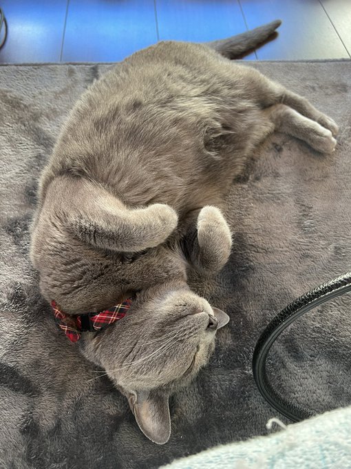 ストと一緒にもげぞうさんのくつろぎ具合を堪能✨️︎💕︎︎ 新しいお家になれたねっ(｡&bull;ㅅ&bull;｡)♡ ゆい様もっ✨️よかった︎💕︎︎ https://t.co/hmueBk7kvj