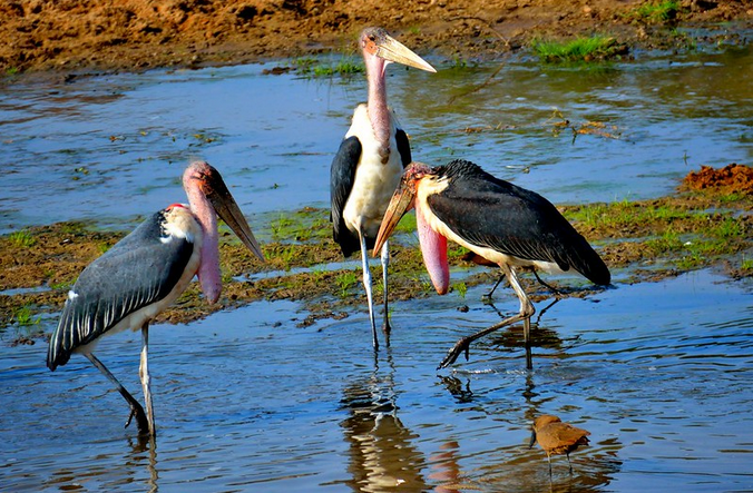 #maraboustork are silent when away from the nest but during #breeding, they give a wide range of #bleating, #grunting, #squealing noises and also #billclattering.
In #Uganda, you will find them in #habitants like city rubbish, #lakeshore and at predator kills.
#visituganda