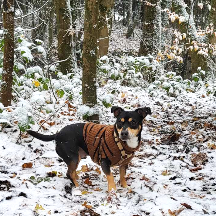 _INOONI_'s tweet photo. Cerbere et la neige #Chien #Neige #Olaf #FaitFroid #ColRoulé https://t.co/OBabU6YEjf