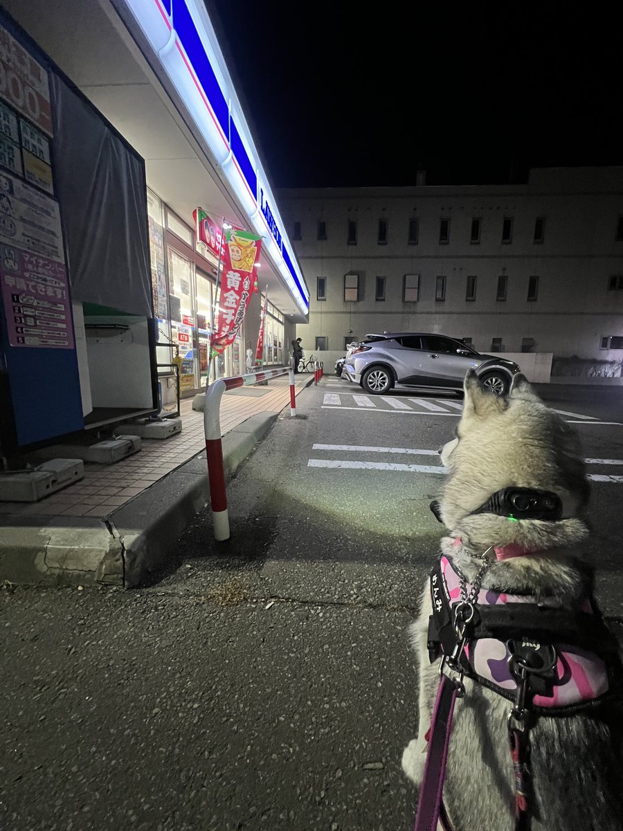 menmi011's tweet photo. 常にハイビームなのはハスキーだから🤪 https://t.co/JnTHCstttH