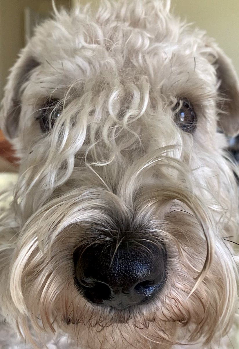 I’m here for ya in case you need a Monday Morning Boop!
#wheatenterrier #monday #boop #dogsofx