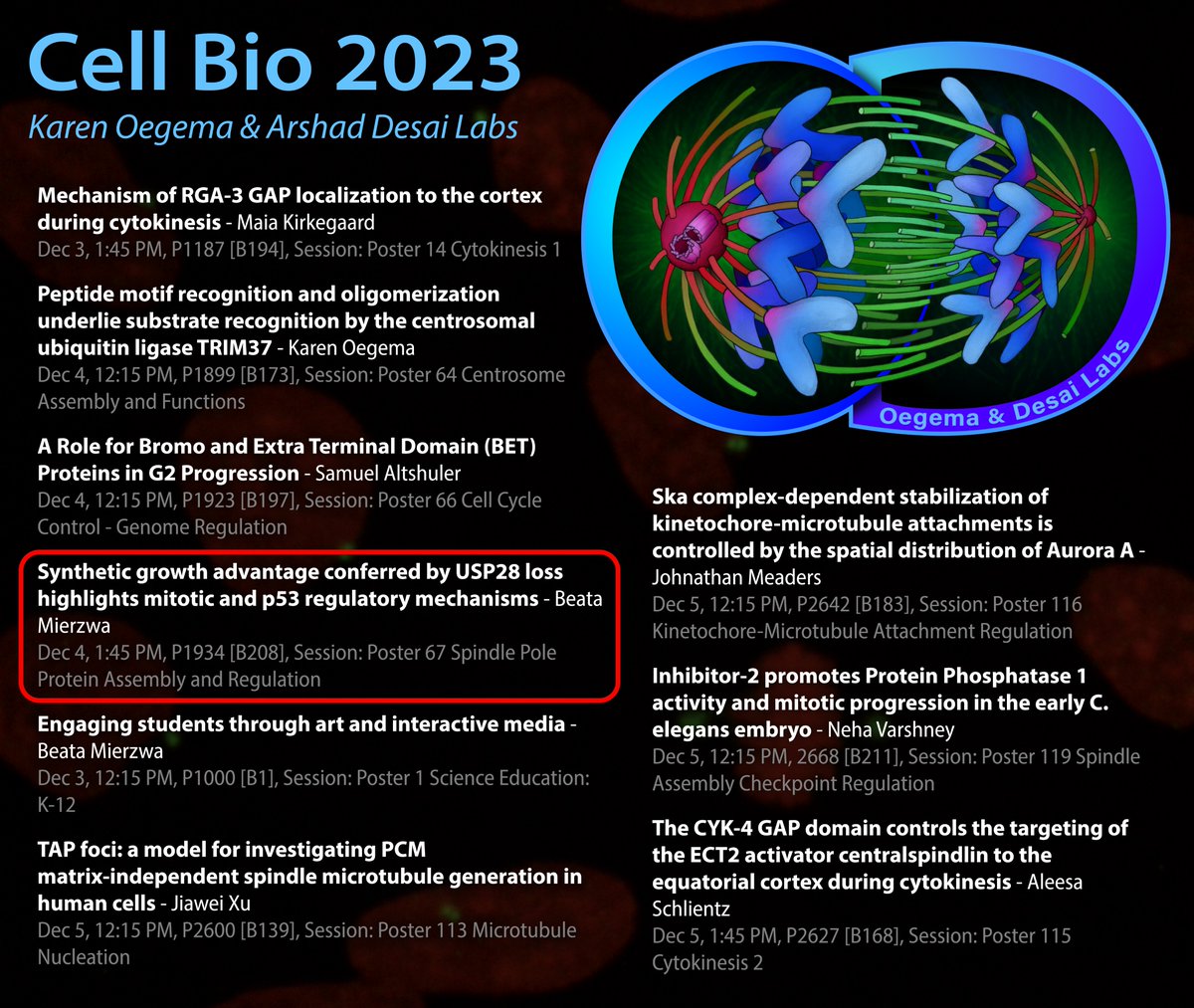 If you're curious about my research in the @oegemadesai_lab, stop by my poster today at 1:45 pm to learn about how a genome-wide CRISPR screen identified genes important for mitosis and some exciting insights into p53 regulation! #CellBio2023