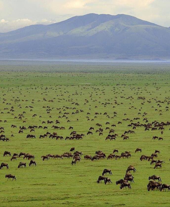 zoomafrika1's tweet photo. The beautiful Serengeti National Park. Tanzania 🇹🇿 ❤ https://t.co/R39qnT9glW