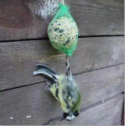 roos vonk tweet media