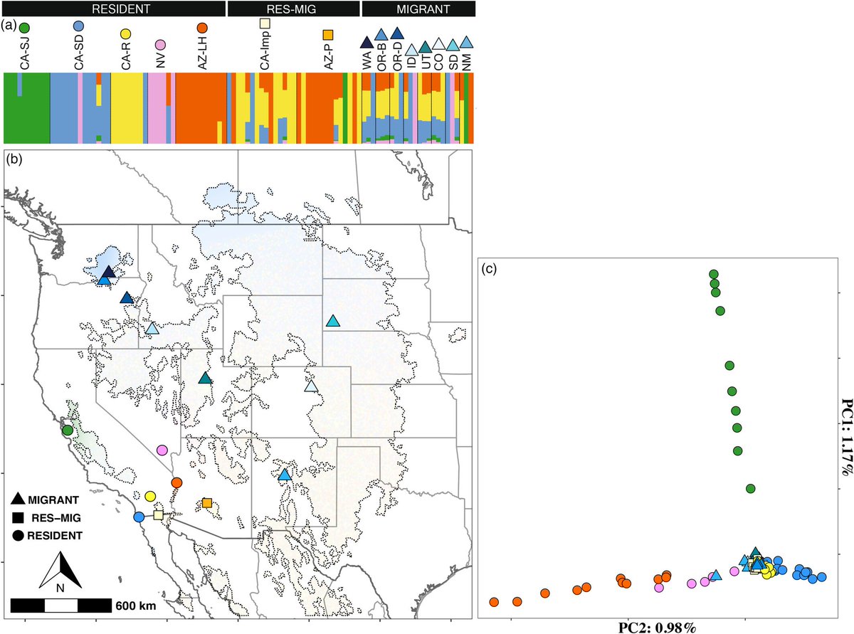 EvolAppJournal's tweet image. Genetic and environmental drivers of migratory behavior in western burrowing owls and implications for conservation and management
doi.org/10.1111/eva.13…
by Barr et al

#GeneFlow #owls #migration #environment