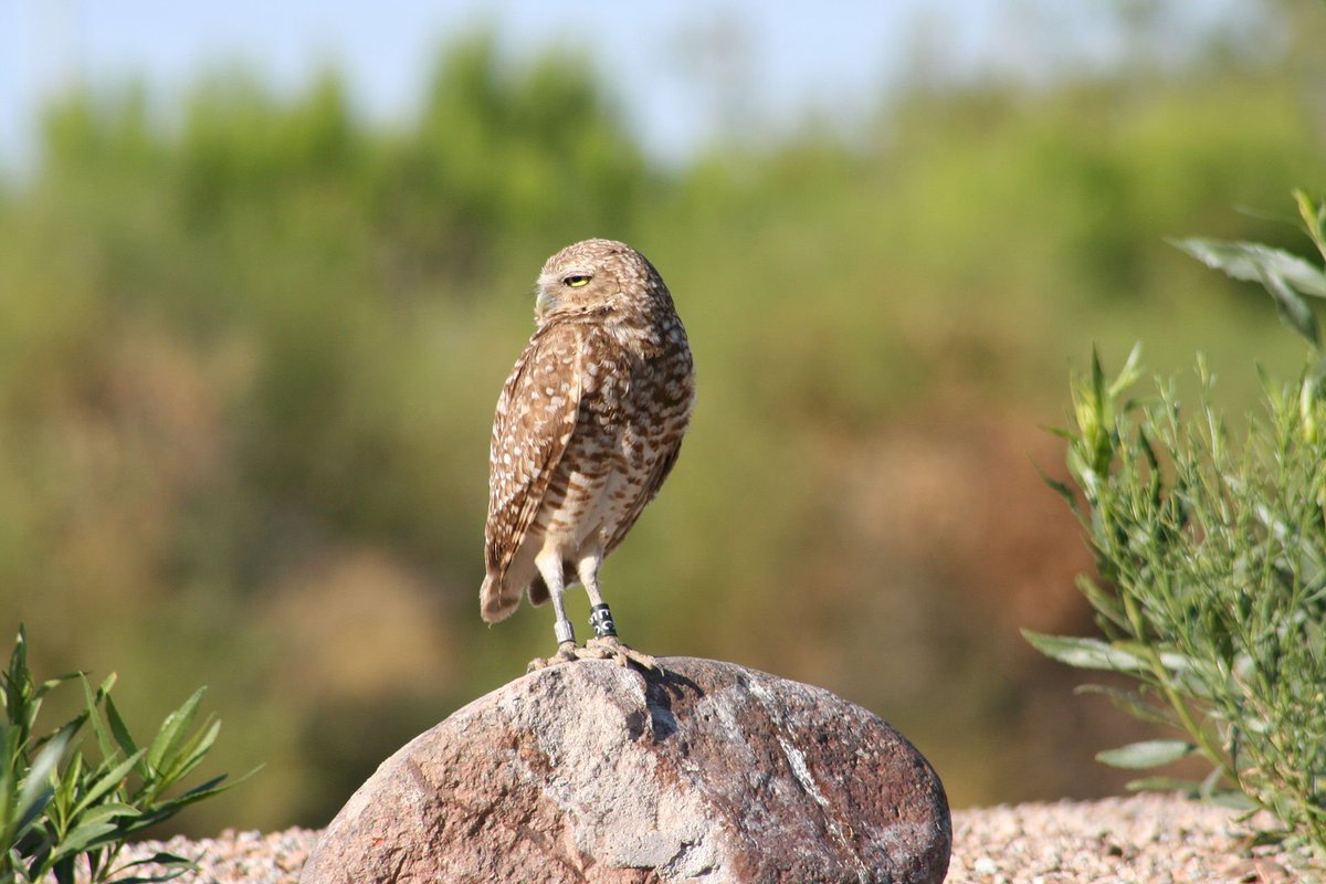 EvolAppJournal's tweet image. Genetic and environmental drivers of migratory behavior in western burrowing owls and implications for conservation and management
doi.org/10.1111/eva.13…
by Barr et al

#GeneFlow #owls #migration #environment