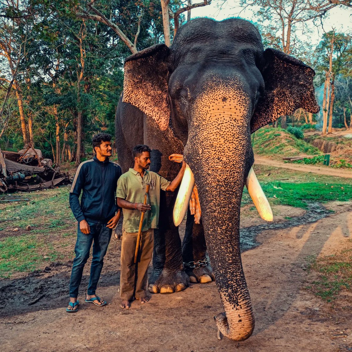 nature_between's tweet photo. The Pride of Mysore Dasara is no more 😢 Rest in peace ARJUNA

 Arjuna was captured in a khedda operation in 1968 from the forests of Kakanakote in Western Ghats. He was tamed and later took part in Mysuru Dasara procession for several years, including 2023 Dasara. https://t.co/sDnQwVlwBR