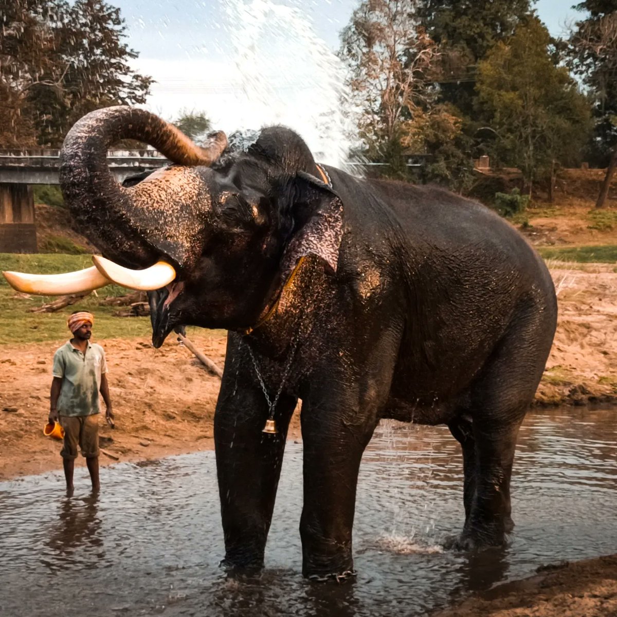 nature_between's tweet photo. The Pride of Mysore Dasara is no more 😢 Rest in peace ARJUNA

 Arjuna was captured in a khedda operation in 1968 from the forests of Kakanakote in Western Ghats. He was tamed and later took part in Mysuru Dasara procession for several years, including 2023 Dasara. https://t.co/sDnQwVlwBR