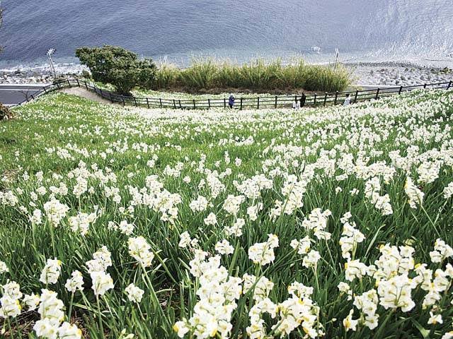 You rarely have time for everything you want in this life, so you need to make choices. And hopefully your choices can come from a deep sense of who you are. Fred Rogers Nadakuroiwa suisen kyo 灘黒岩水仙郷 Hyogo Japan