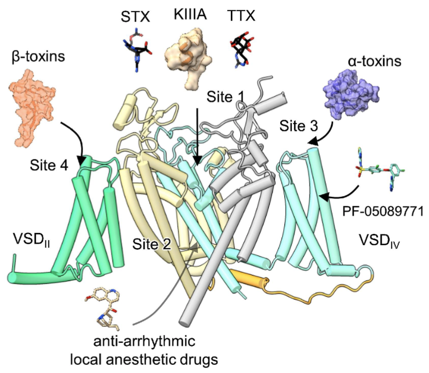 A structural atlas of druggable sites on Nav #ionchannels <a href="/tandfchannels/">T&F Channels</a> ➡️ rb.gy/9jmbq3