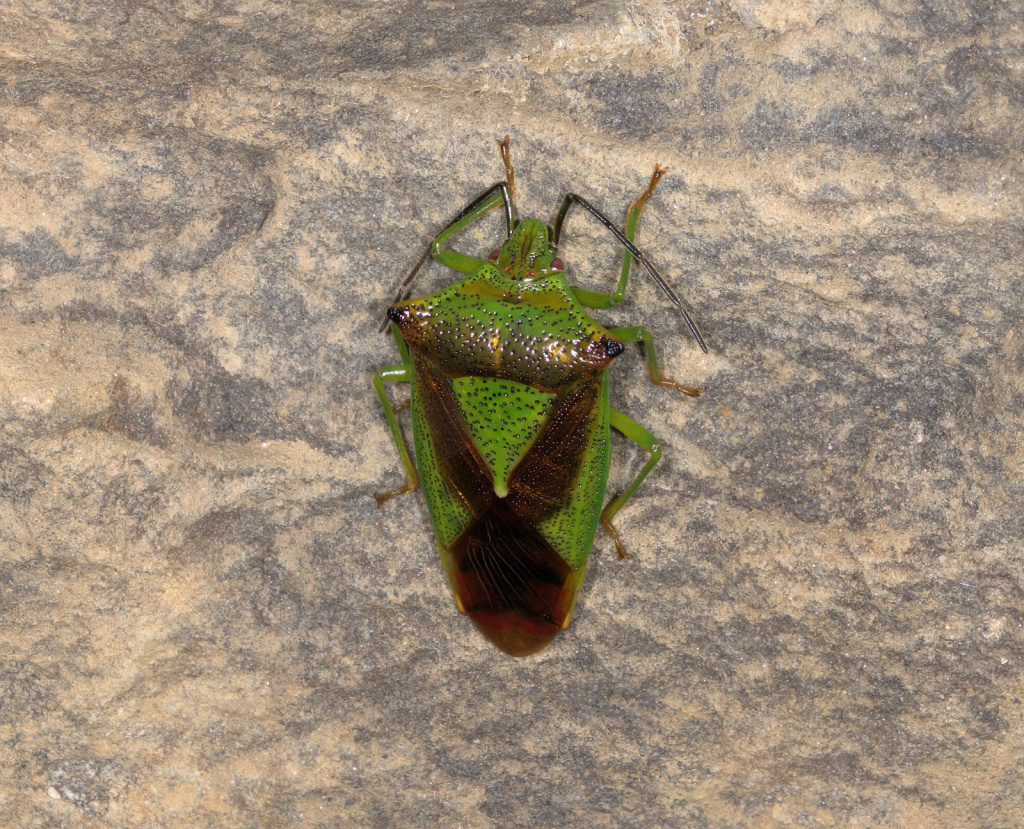 Our belated #RecordOfTheWeek is a lovely Hawthorn Shieldbug (Acanthosoma haemorrhoidale), spotted overwintering in Croesdy culvert, Llwydcoed by Mark Evans. Many thanks for the record & photo, submitted via sewbrecord.org.uk. #TeamShieldbug