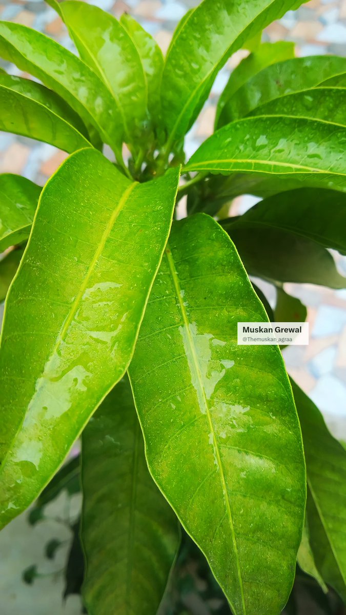 TheAgraa_Muskan's tweet image. The Prime Color Of The World 🌍 

#fotography 🌿