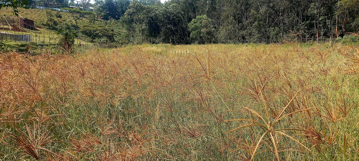 bububabu2's tweet photo. Livestock production faces the challenge of feeding, but we are striving to bridge this gap. The Rhodes grass seed is now ripe for harvesting. https://t.co/wVxBemzMge